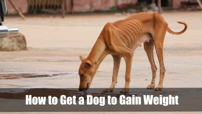 How to Get a Dog to Gain Weight