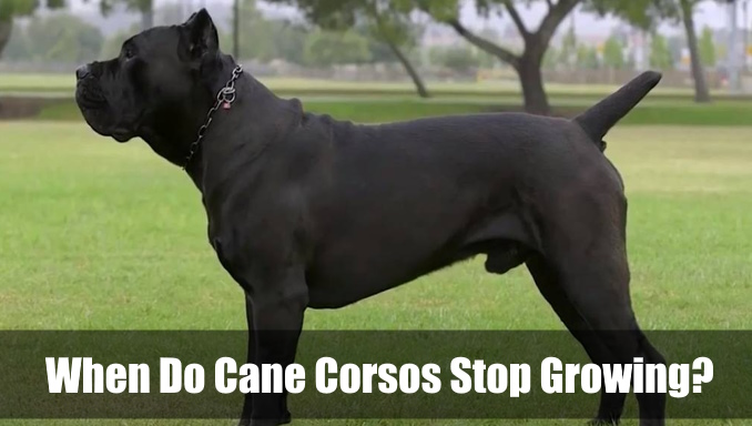 When Do Cane Corsos Stop Growing