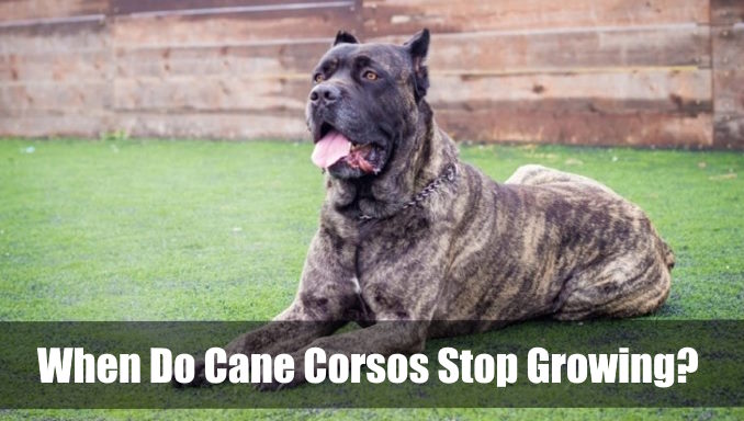 When Do Cane Corsos Stop Growing