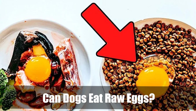 can dogs eat raw eggs