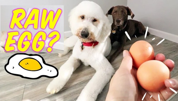 can dogs eat raw eggs
