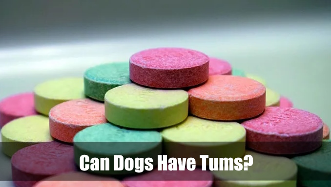 can dogs have tums