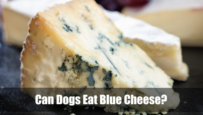 why-is-it-safe-to-eat-the-mould-in-blue-cheese