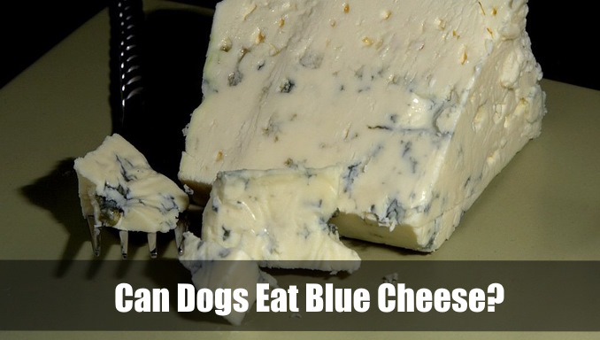 Can Dogs Eat Blue Cheese