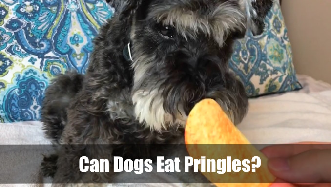 Can Dogs Eat Pringles