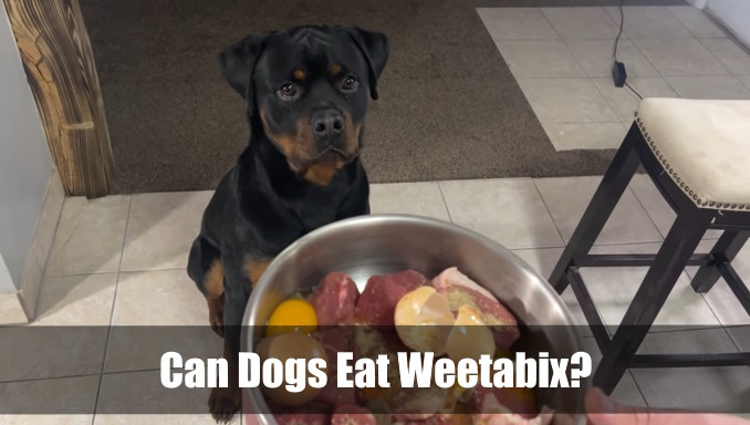 Can Dogs Eat Weetabix