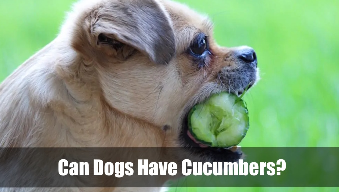 Can Dogs Have Cucumbers