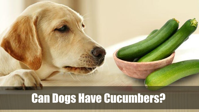 Can Dogs Have Cucumbers