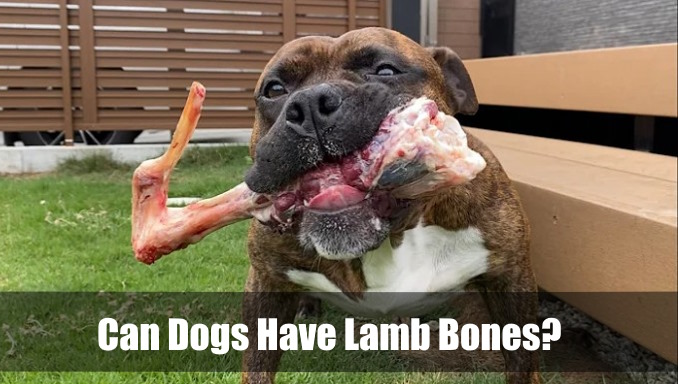 Can Dogs Have Lamb Bones