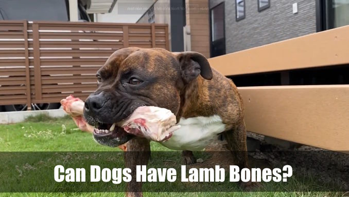 Can Dogs Have Lamb Bones