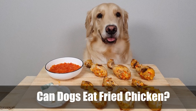 can dogs eat fried chicken