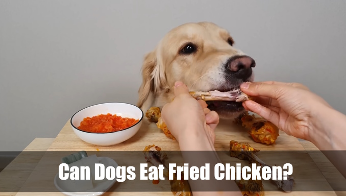 can dogs eat fried chicken