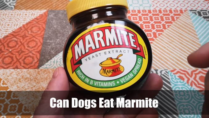 can dogs eat marmite