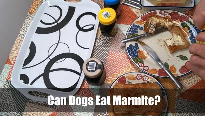 can dogs eat marmite