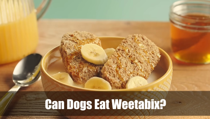 can dogs eat weetabix