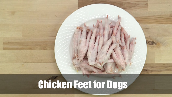 chicken feet for dogs