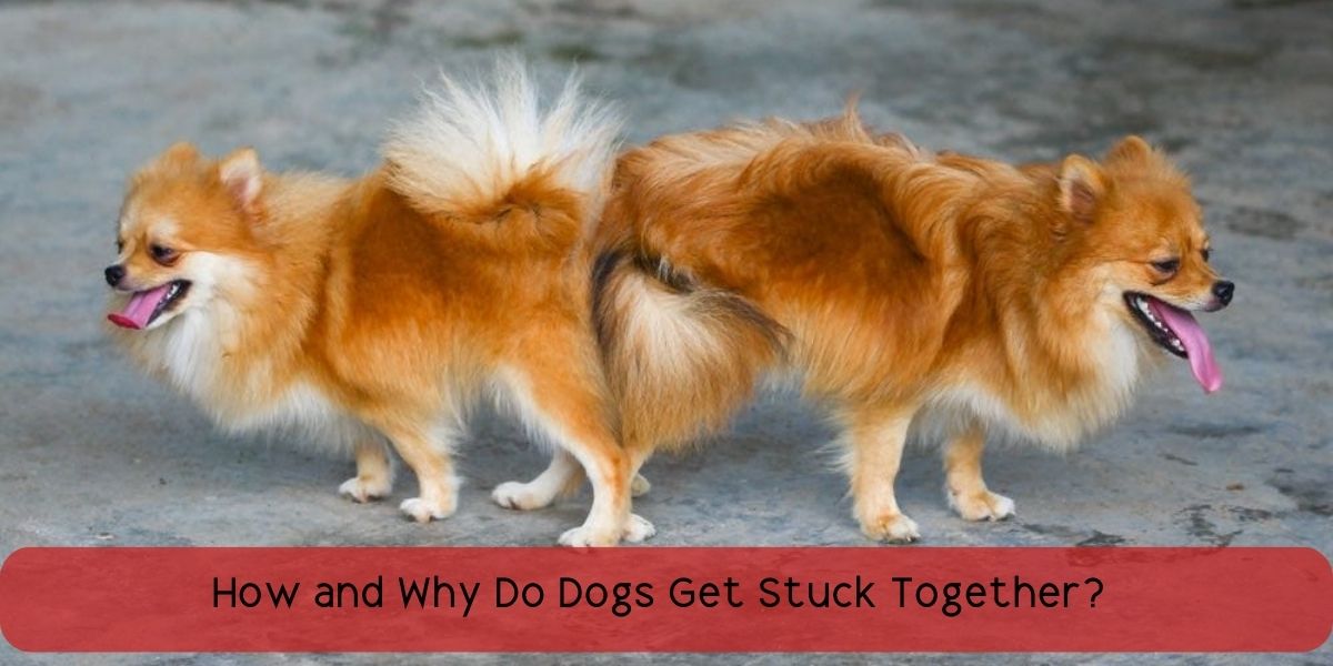 How And Why Do Dogs Get Stuck Together? Vet Ranch