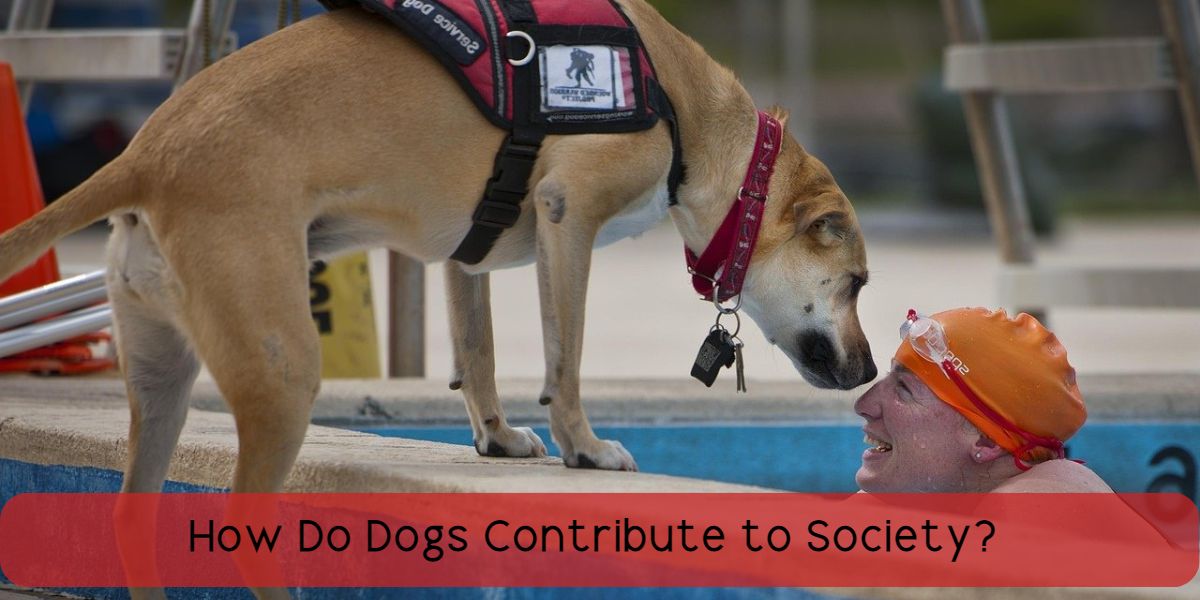 how do dogs contribute to society