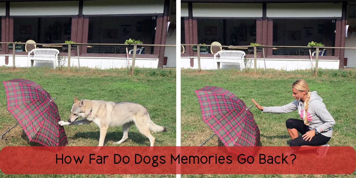 how far do dogs memories go back