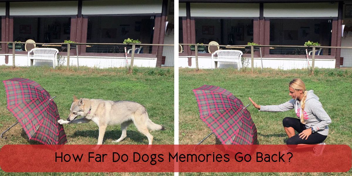 how-far-do-dogs-memories-go-back-vet-ranch