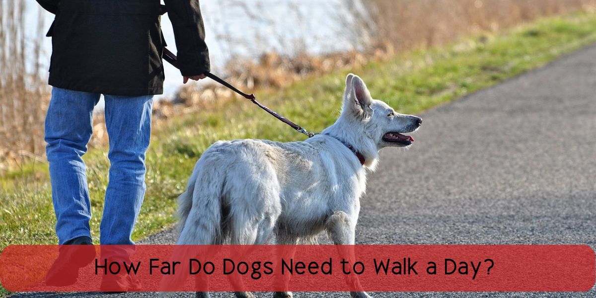 how far do dogs need to walk a day