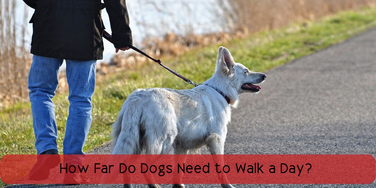 How Far Do Dogs Need To Walk A Day? | Vet Ranch