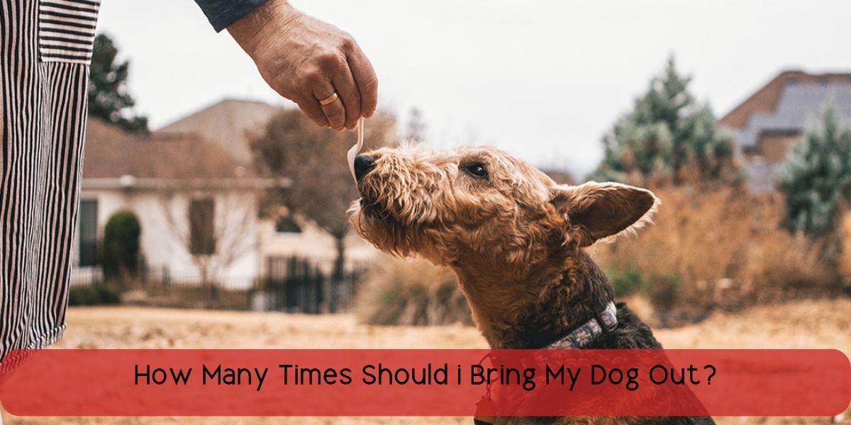 How Many Times Should I Bring My Dog Out? | Vet Ranch