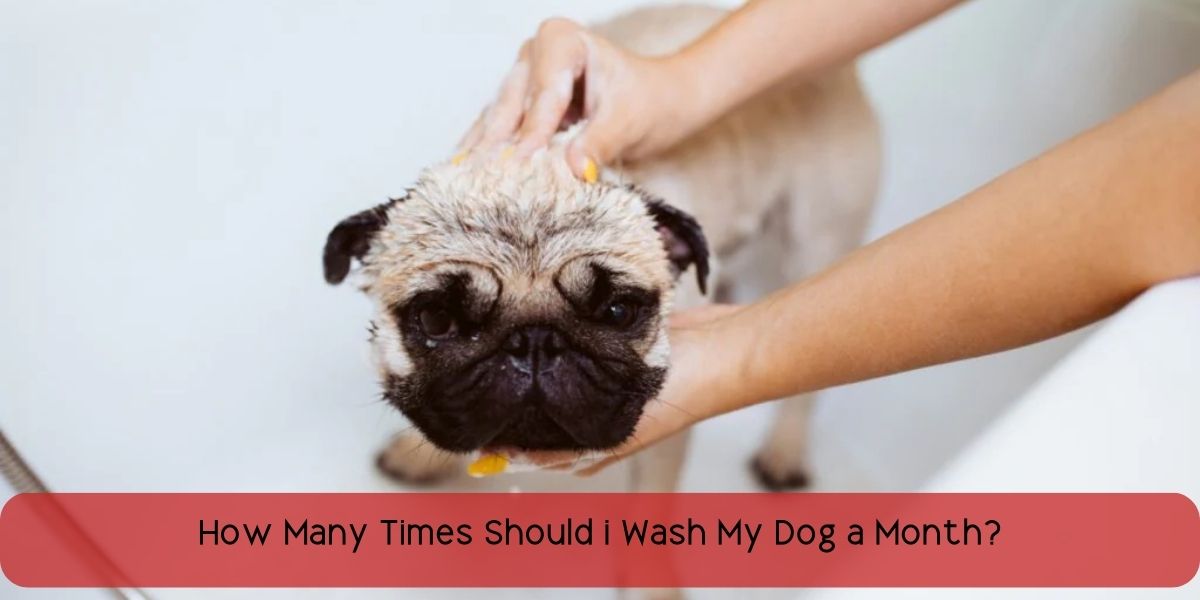 how many times should i wash my dog a month