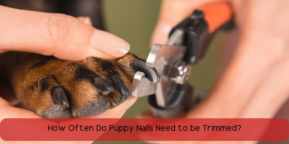 how often do puppy nails need to be trimmed