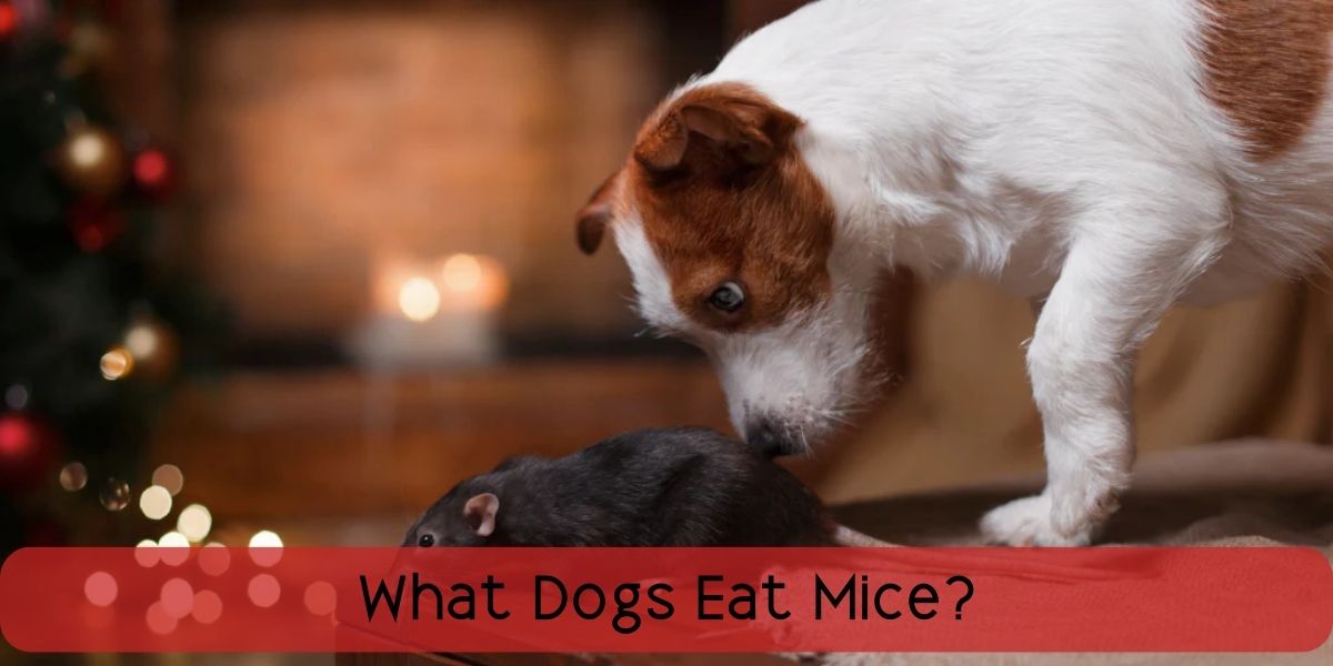 what dogs eat mice