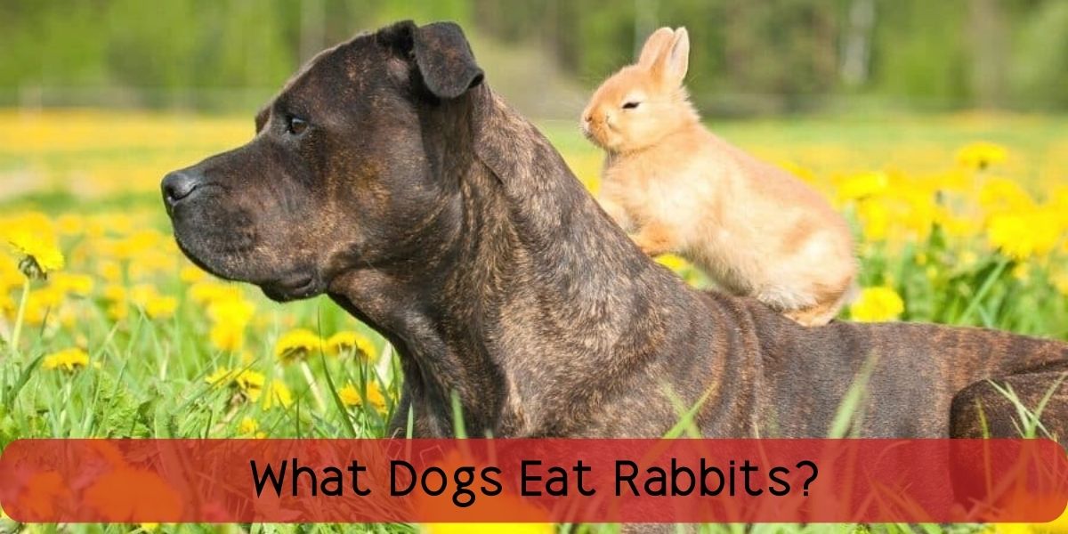 what dogs eat rabbits