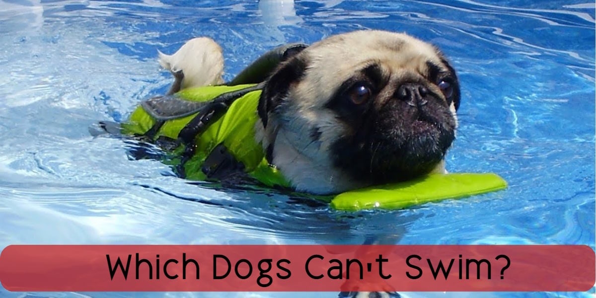 which dogs can't swim
