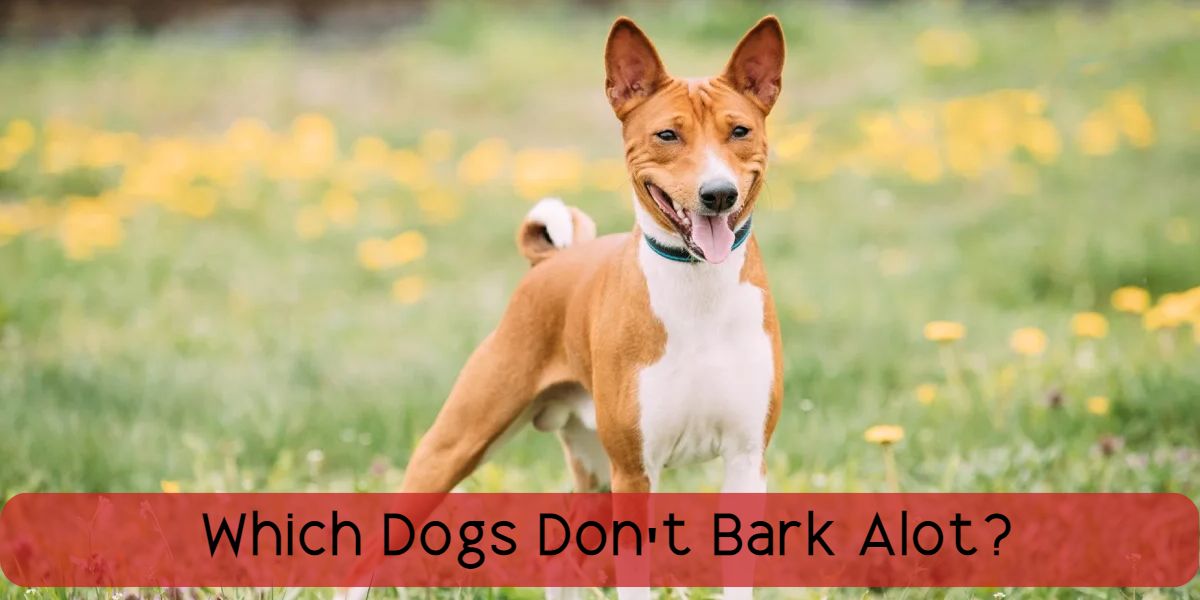 which dogs dont bark alot
