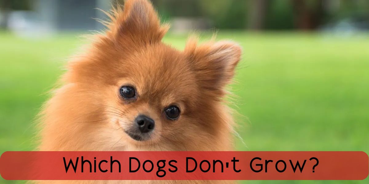 which dogs dont grow