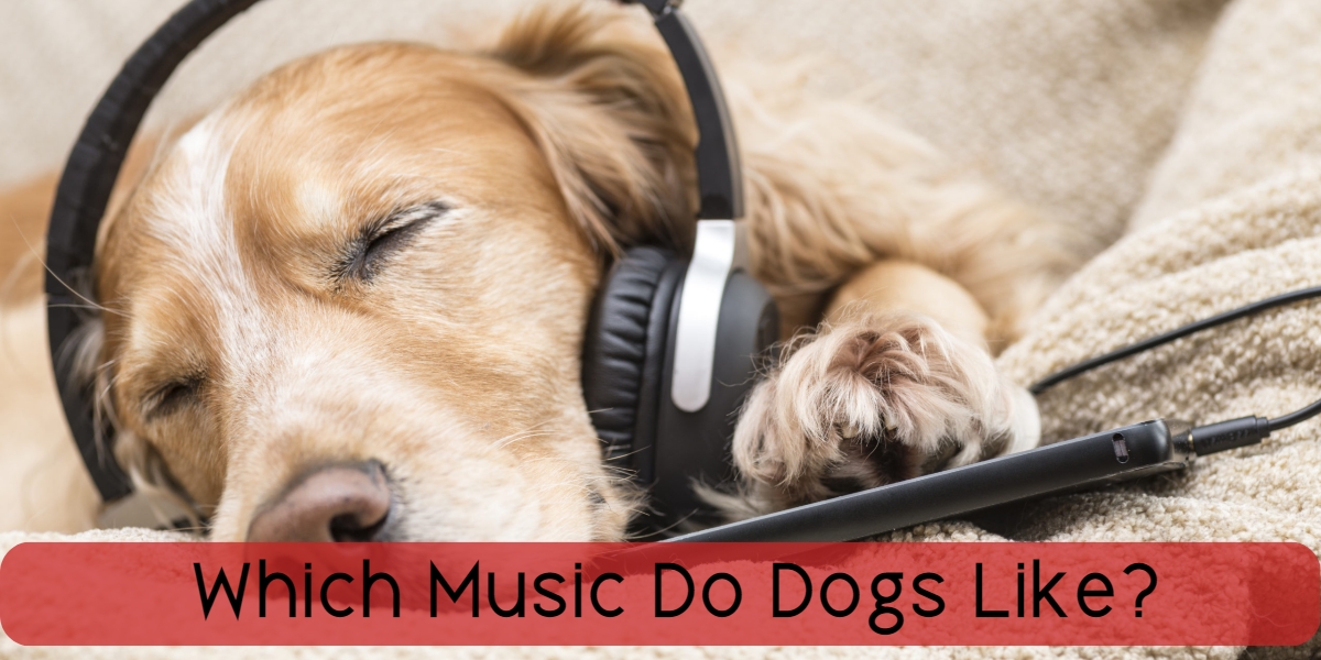 which music do dogs like