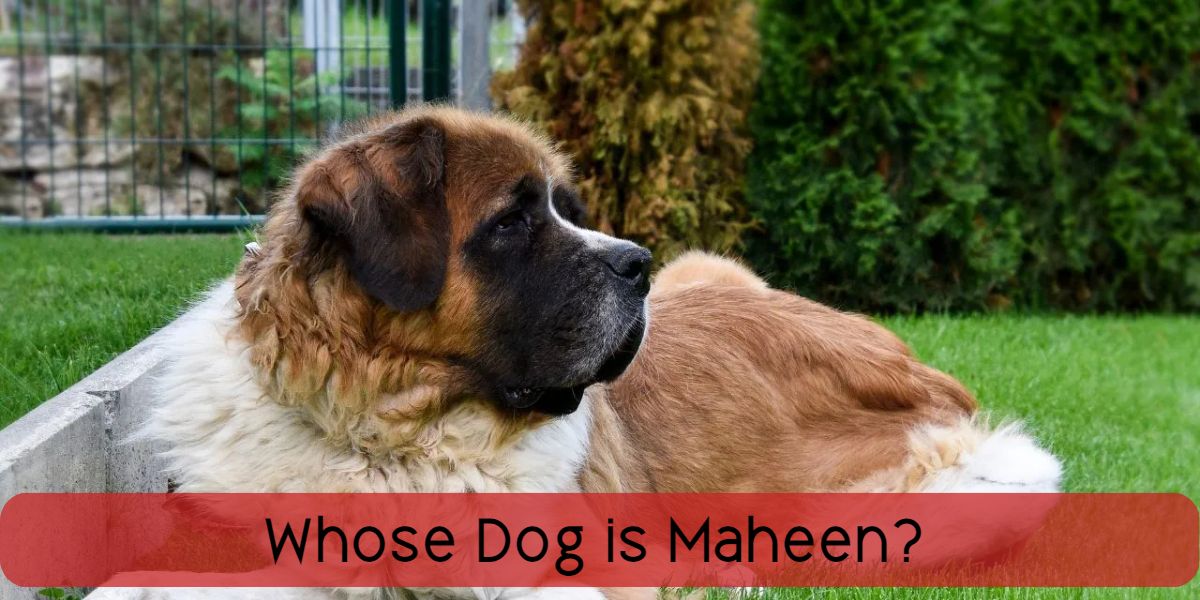 whose dog is maheen