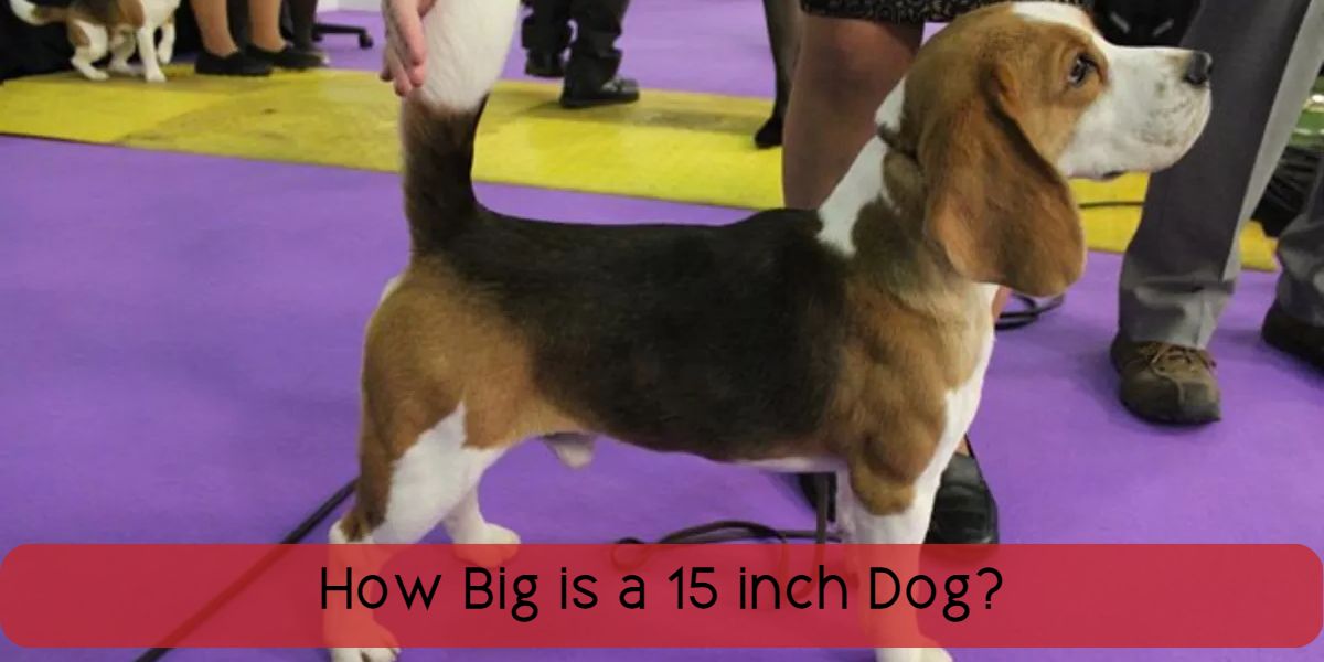 how big is a 15 inch dog