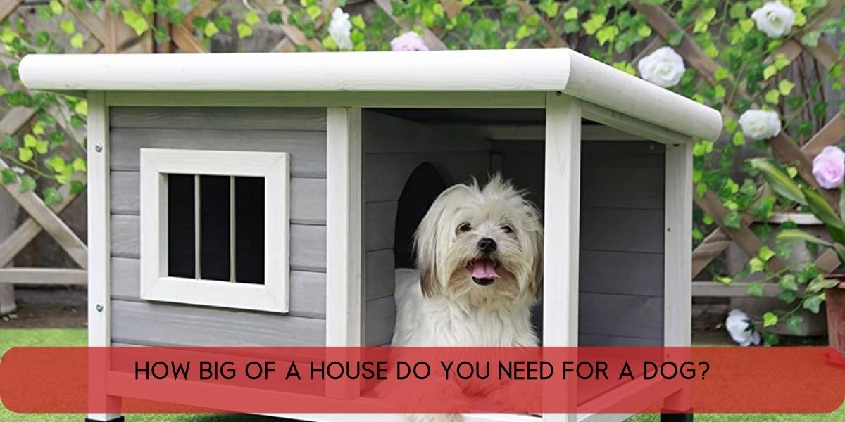 how big of a house do you need for a dog