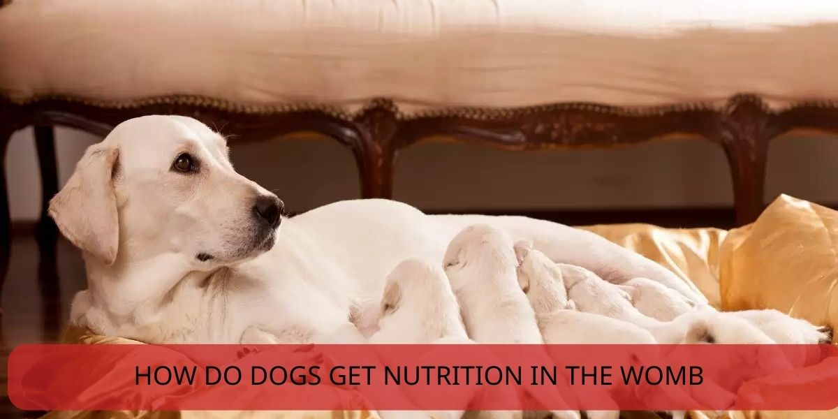 how do dogs get nutrition in the womb