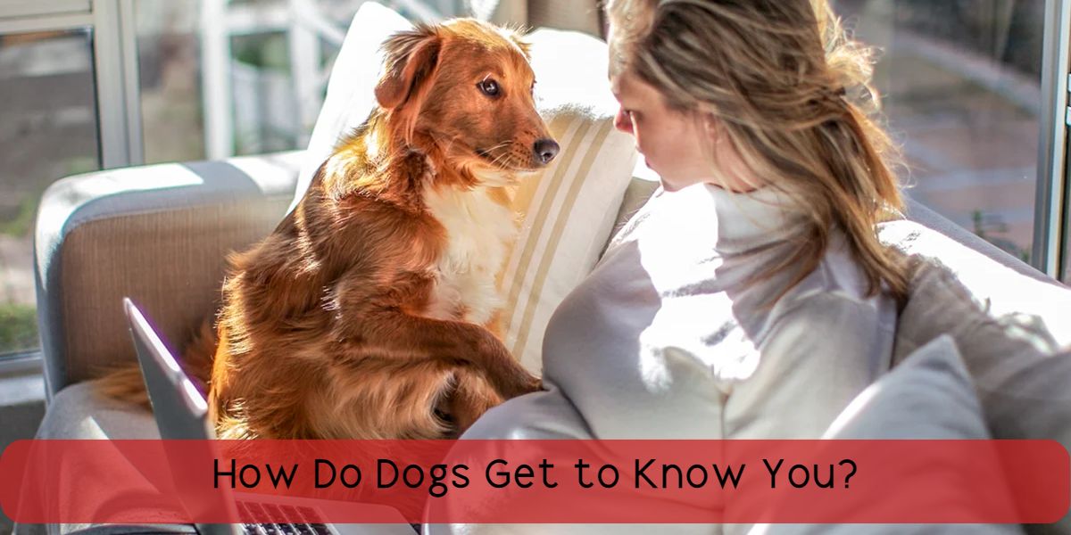 how do dogs get to know you