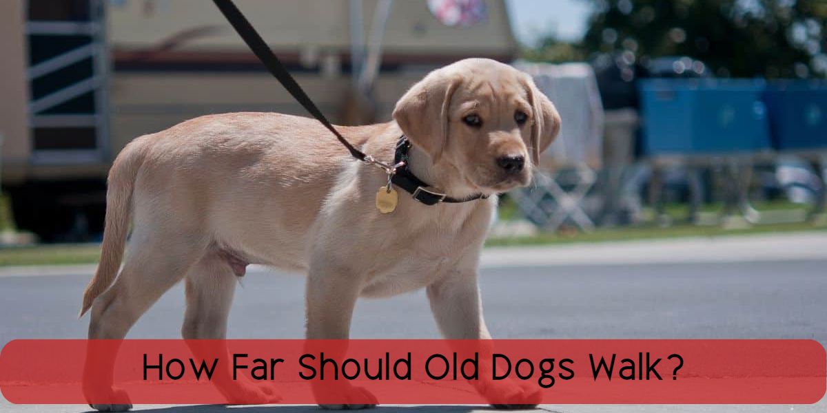 how far should old dogs walk