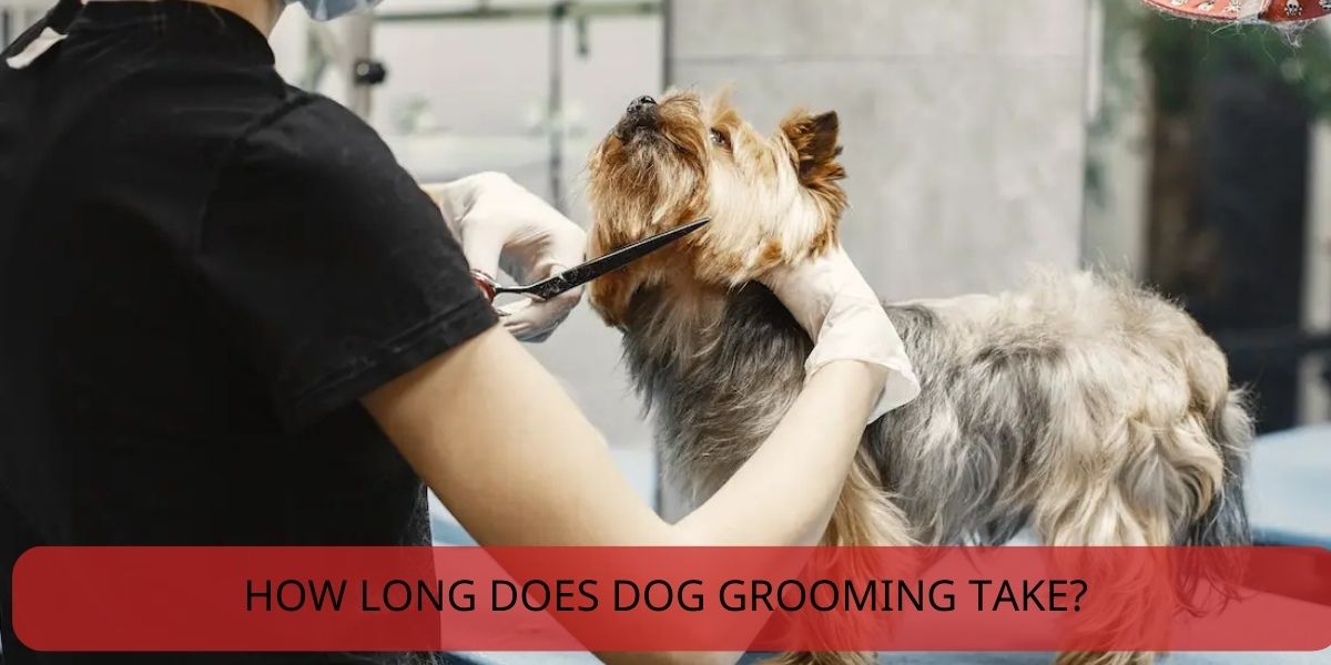 How Long Does Dog Grooming Take? Vet Ranch