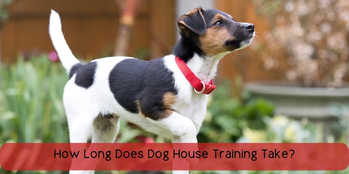 how long does dog house training take