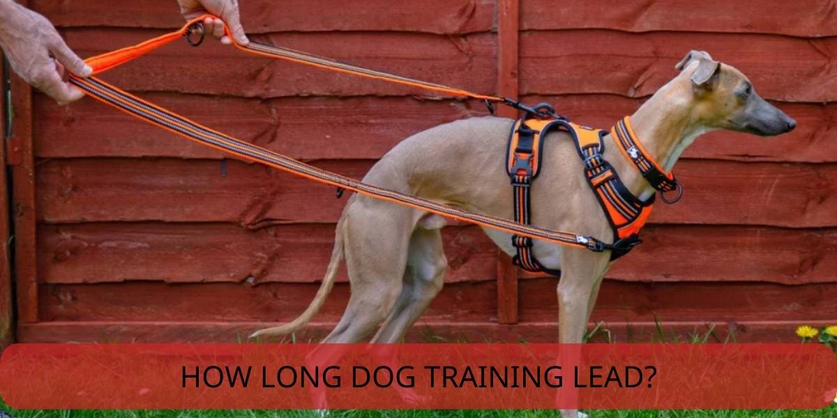 how long is dog training lead