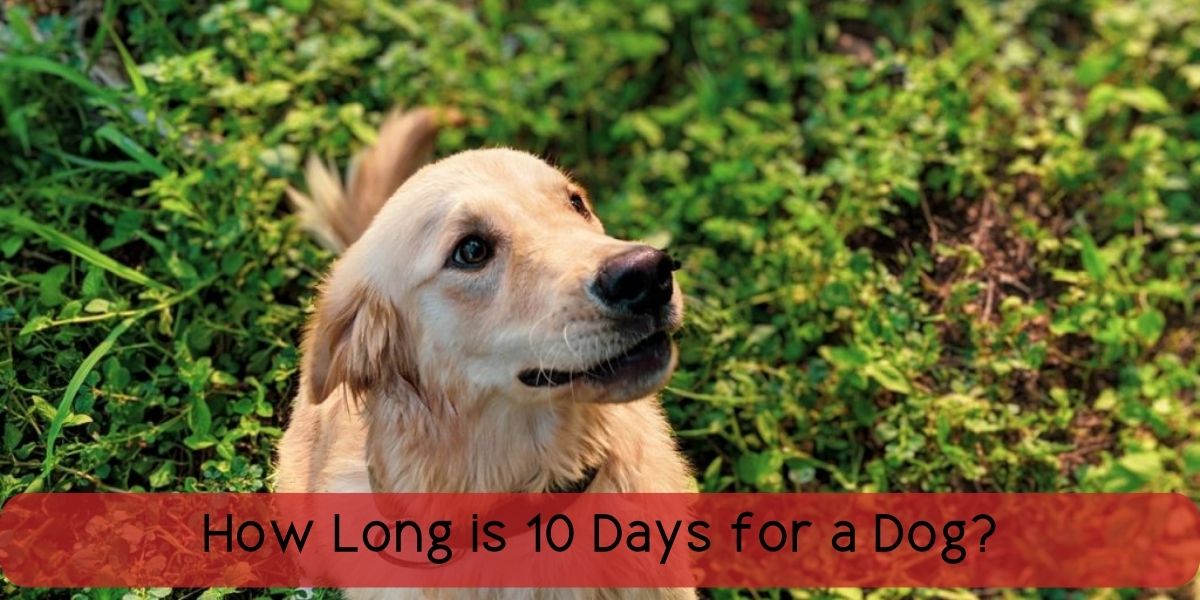 How Long Is 10 Days For A Dog Vet Ranch