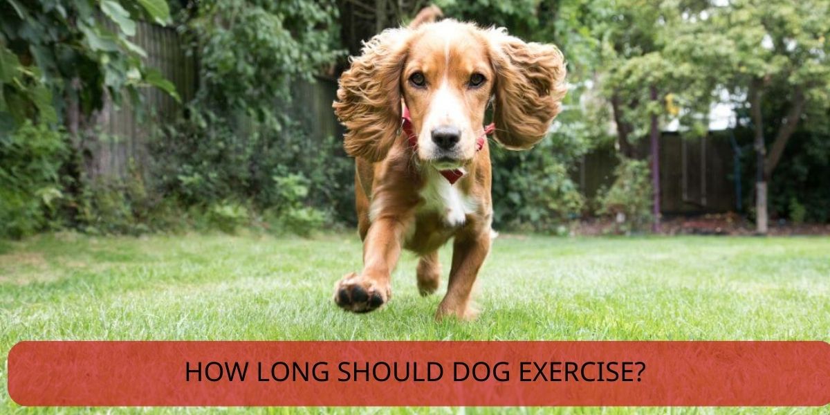 how long should dog exercise