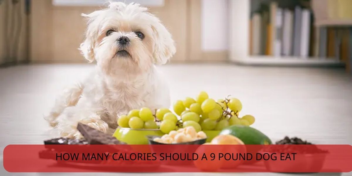 how-many-calories-should-a-9-pound-dog-eat-vet-ranch