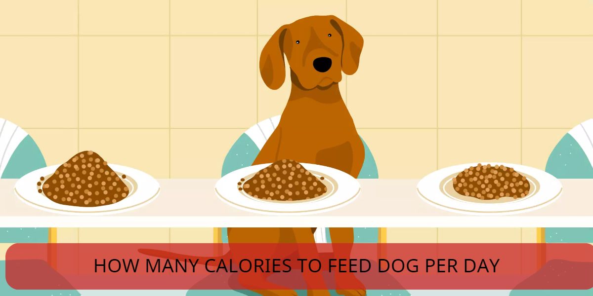 how many calories to feed dog per day