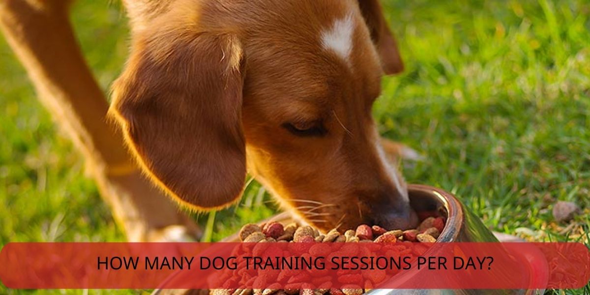 how many dog training sessions per day