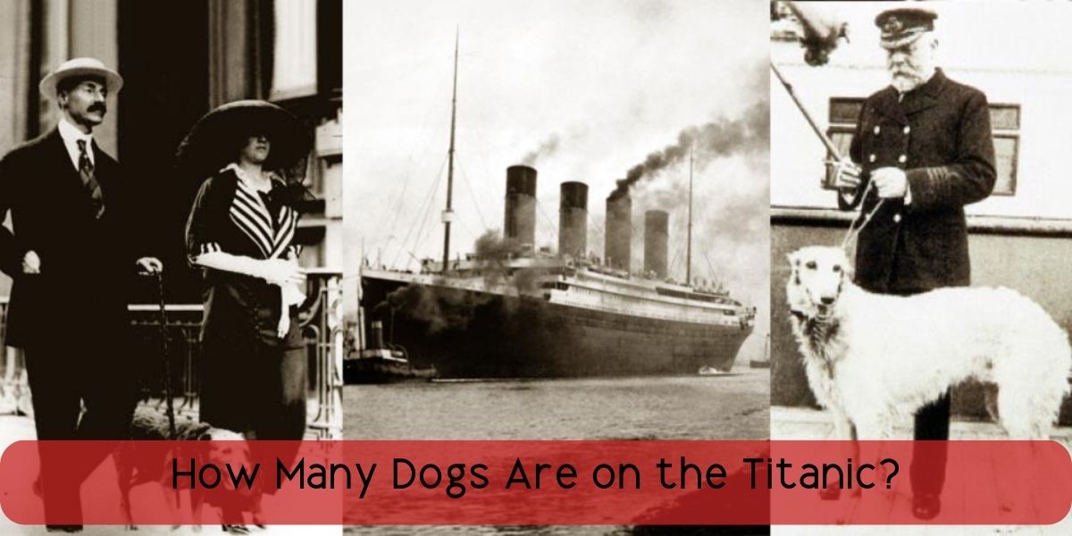 how many dogs are on the titanic